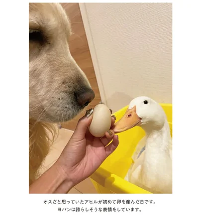 オスだと思っていたアヒルが初めて卵を産んだ日です