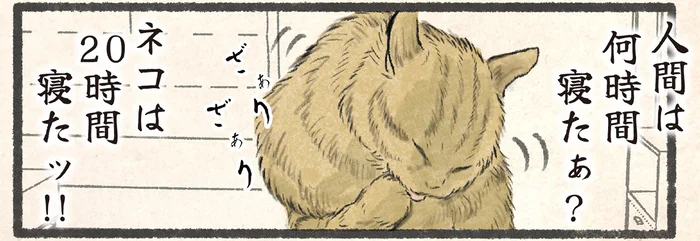 「何時間寝たぁ？」人間よりも長く眠るネコが気づいたこと