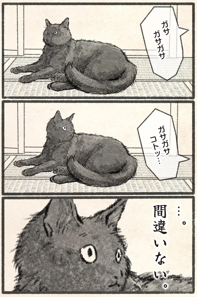『今日もネコ様の圧が強い』より
