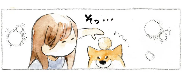 大量の毛を集めて作る毛玉。柴犬の頭にのせてみたらお気に召さなかったようで？