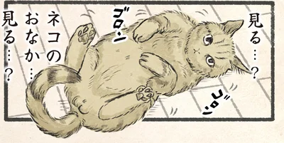 ネコのおなか…見る…？