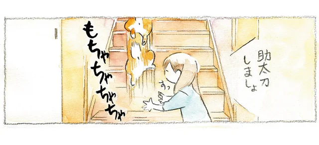 「助太刀しましょ」階段を上がる柴犬に手を貸そうとしたら