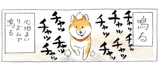 爪と肉球で織りなす心地よいリズム！ 柴犬が歩くたびに発生するパーカッション