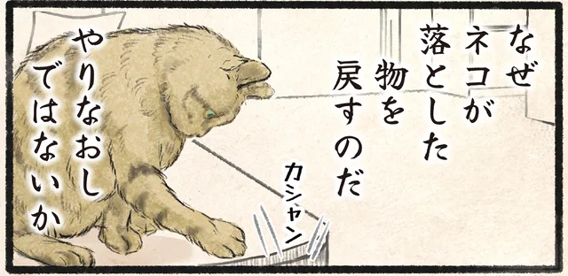 せっかく落としたのに！飼い主に邪魔をされたネコの気持ち