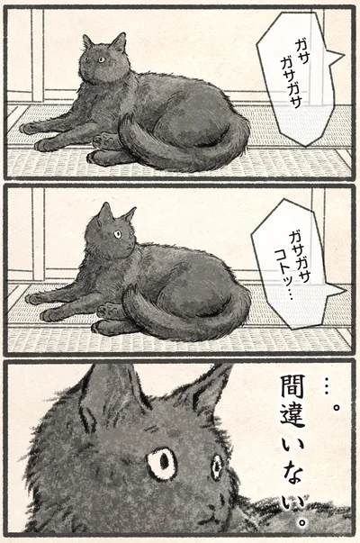 ガサガサ