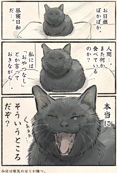 昼寝日和だ…。