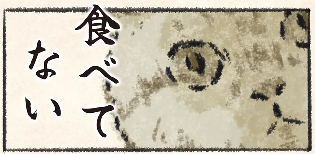 「今日おやつ食べてない！」圧が強すぎるネコのお願い