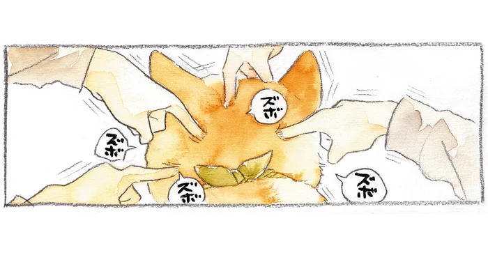 後頭部に残る指のあと。飼い主の遊びも、柴犬的にはマッサージと捉えてくれている？