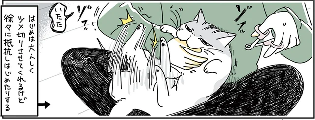 爪切りを嫌がる猫の抵抗。「今日はおしまいね」解放したのになかなか退かない