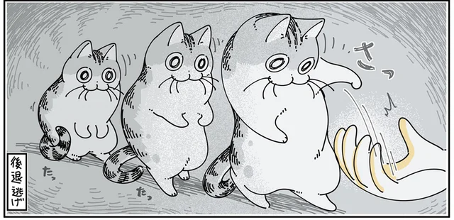クローゼットを開くと寄ってくる猫。侵入を阻止するも攻防が続きます