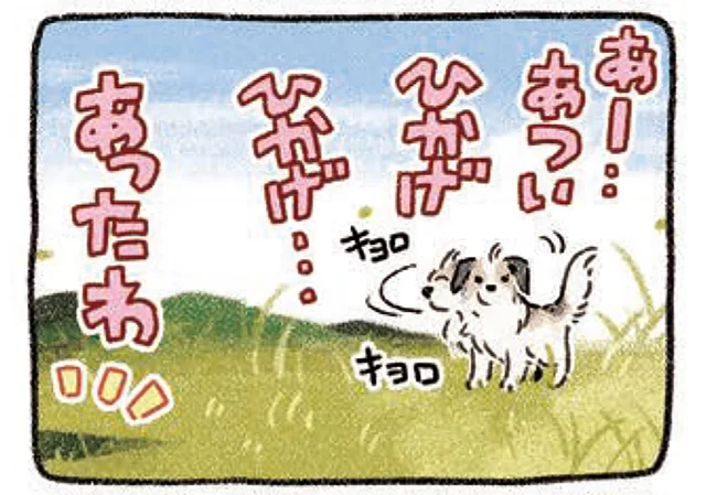 余計に暑そうに見えますが。日陰を見つけた小型犬の謎行動