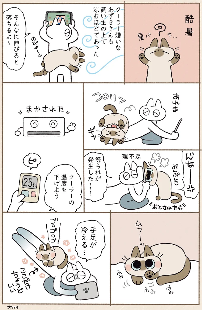 『やっぱり!!!!!　シャム猫あずきさんは世界の中心』より