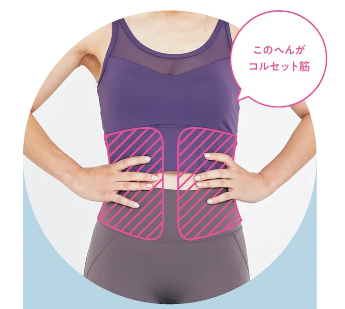 コルセット筋