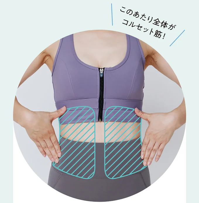 このあたり全体がコルセット筋