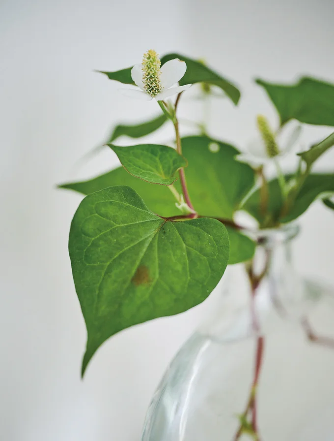 春から夏にかけて近所の道端が「花屋さん」に思えることがある。摘んだドクダミをトイレに飾って清涼感を。