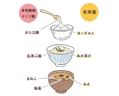 餌を摂取することで有用菌が元気に！