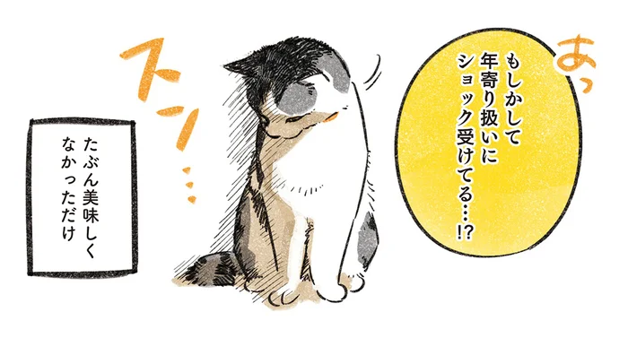 人間で例えると64歳くらいになった猫。シニア扱いに不満あり？