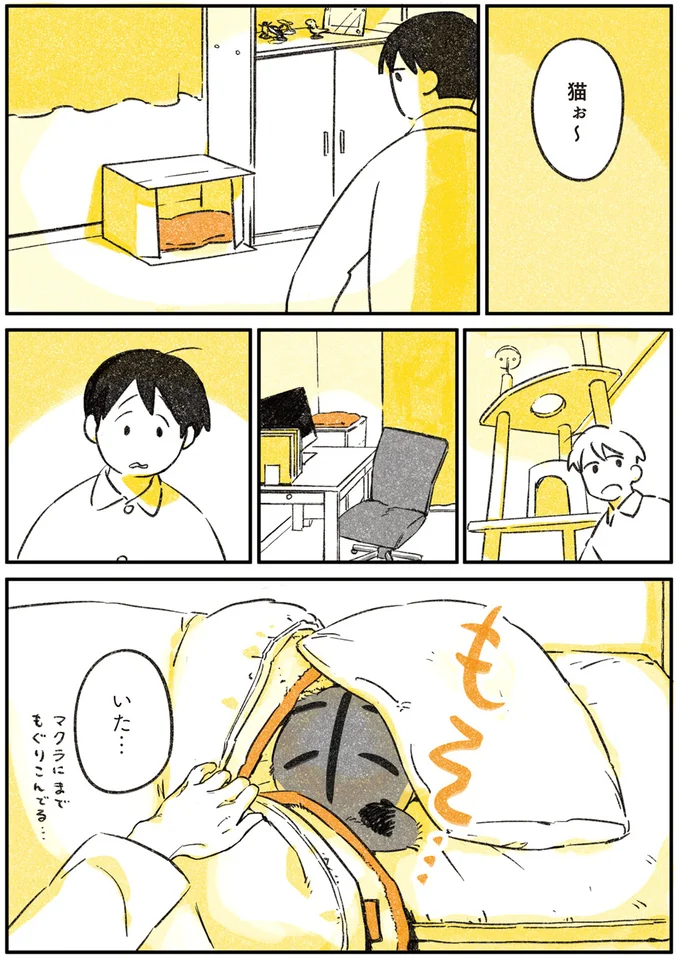 猫ぉ〜