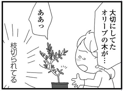 オリーブの木が…