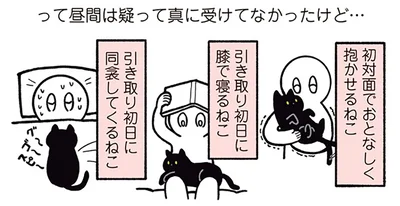 初対面でおとなしく抱かせるねこ