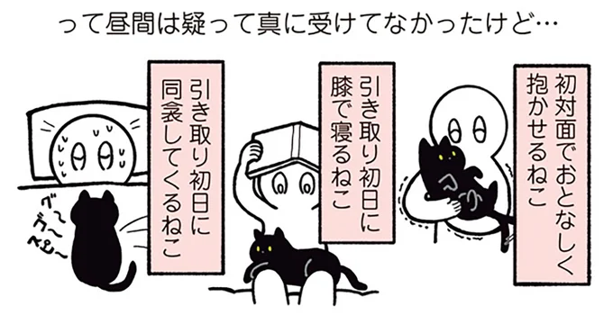 初対面でおとなしく抱かせるねこ