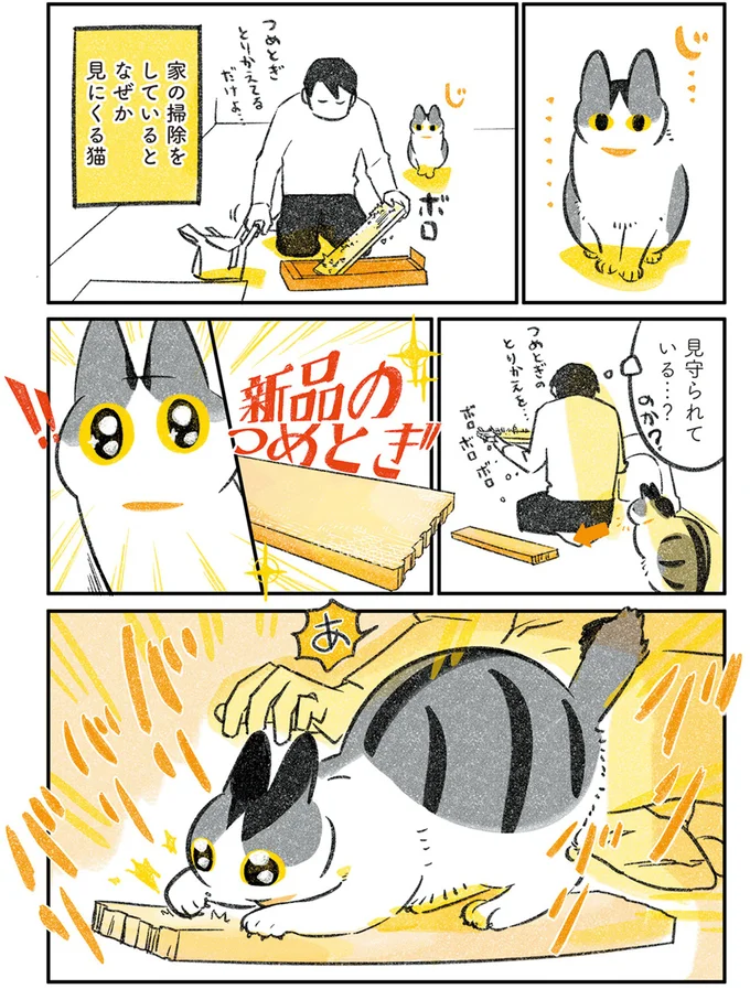 掃除をしていると見にくる猫