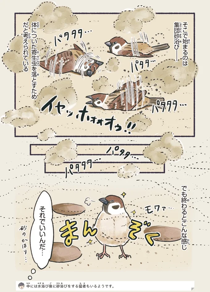 集団砂浴び