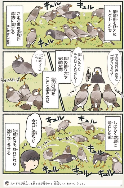 『意外と知らない鳥の生活』より
