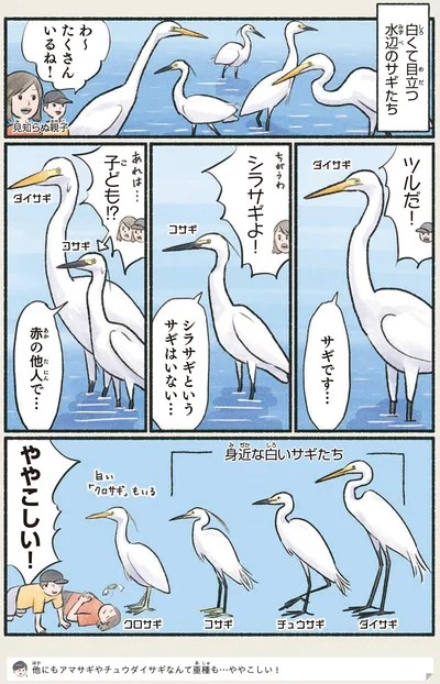 『意外と知らない鳥の生活』より