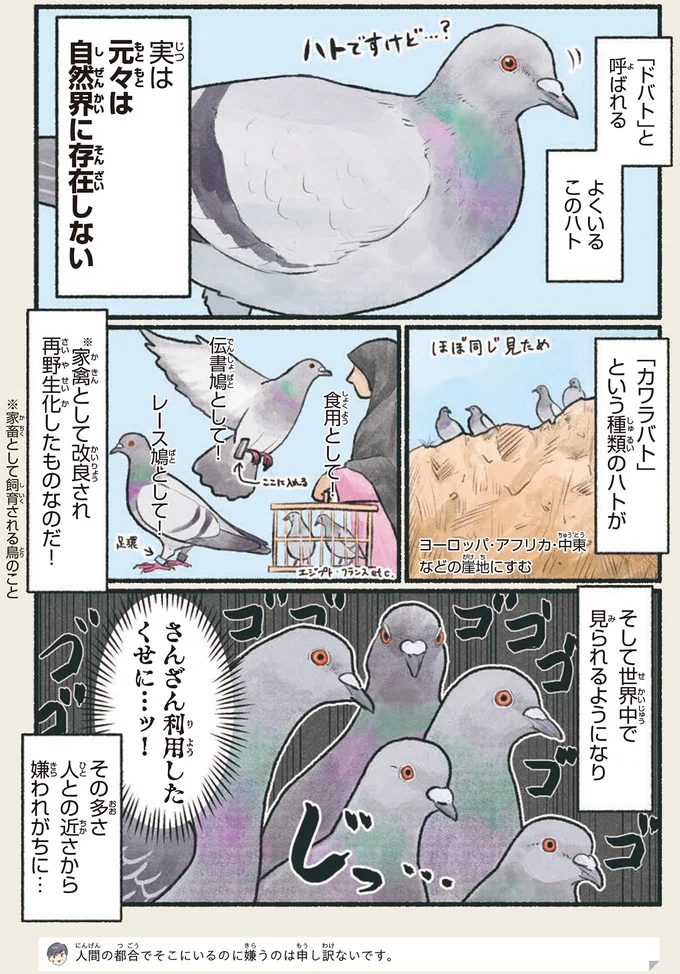 よくいるこのハト
