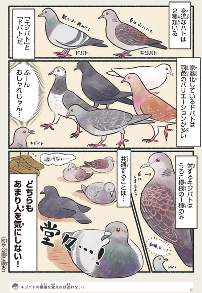 羽色のバリエーションが多い