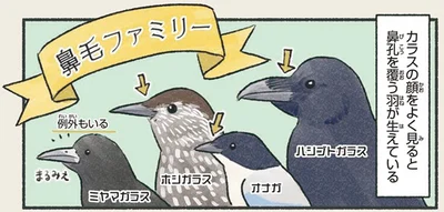 鼻孔を覆う羽が生えている