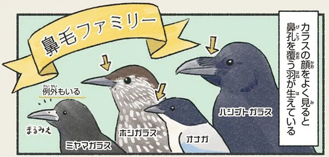 カラスの顔をよく見ると？クチバシの付け根を覆う羽の下に隠されたもの