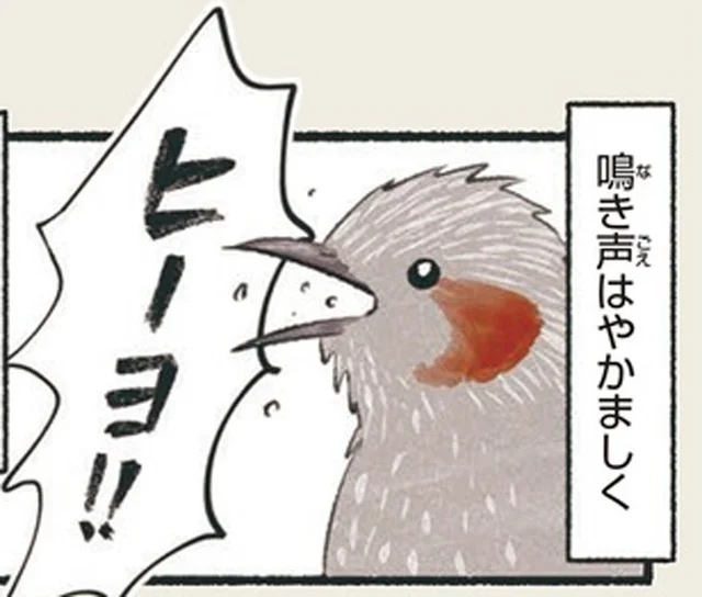 やかましい声と農作物を食すことから嫌われがちだけど、実は苦労しているヒヨドリ