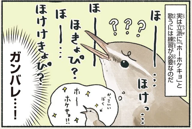 春先に茂みから聞こえる練習中のウグイスの声!? 立派に鳴くには時間がかかる