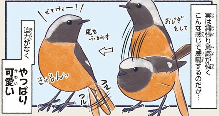 おじぎして尾っぽをふりふり…可愛いしかないジョウビタキの威嚇