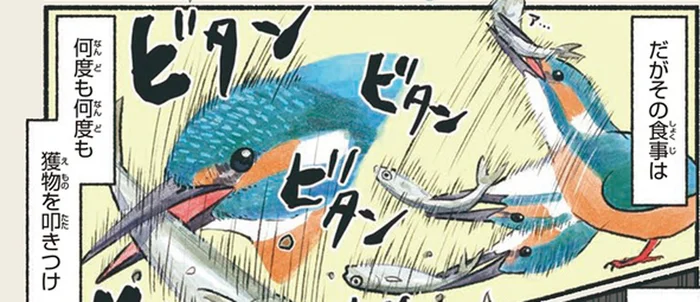 何度も叩きつけてから丸呑み！美しい姿から想像できないカワセミの食事風景