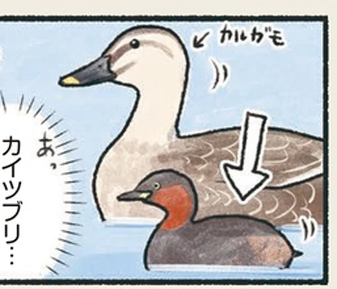 あっカイツブリ…