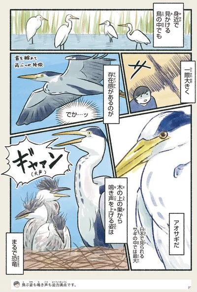 アオサギ