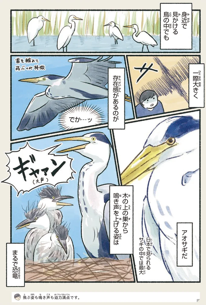 アオサギ