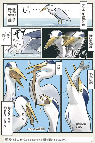 主食は魚…だが