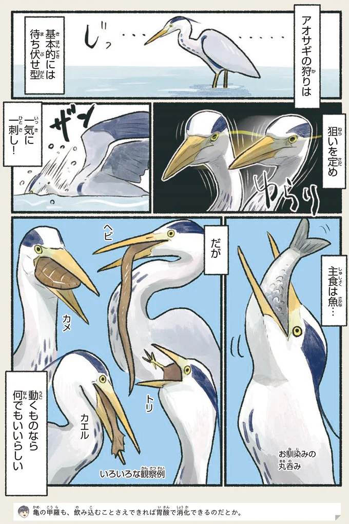 主食は魚…だが