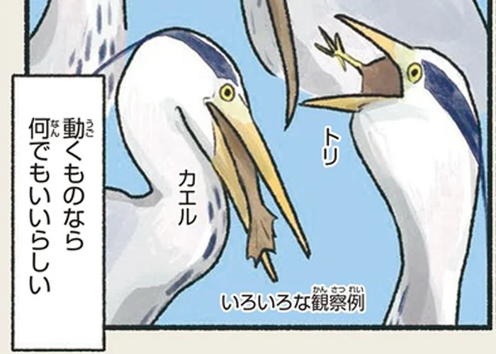 魚もヘビもカエルもカメも！動くものなら何でも狙って丸呑みするアオサギ