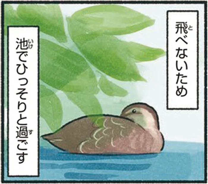 羽の生えかけはトゲがツンツン！飛べないカルガモは池でひっそり過ごす