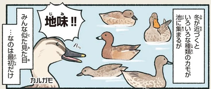 カモの見た目が地味なのは最初だけ！カルガモ以外のオスは派手に衣替え