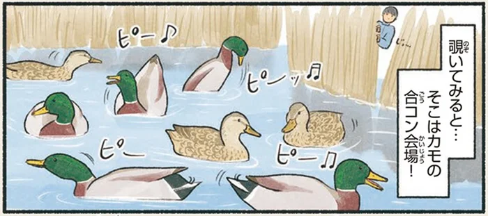 聞こえてきた甘い声！水辺を覗くとカモたちが合コン中⁉
