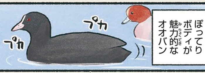 カモに「カモ」られちゃう⁉ ぽってりボディが魅力的なオオバン