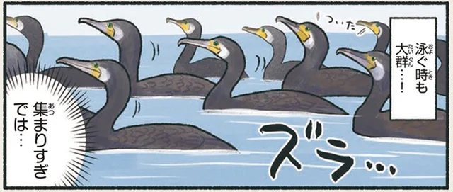「集まりすぎでは」空を飛ぶときも、泳ぐときも大群のカワウ