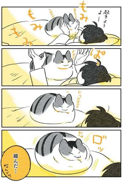 縮んだ