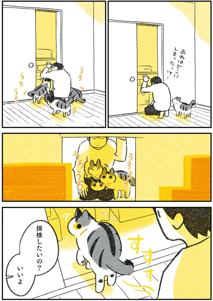 押入れ探検が好きな猫
